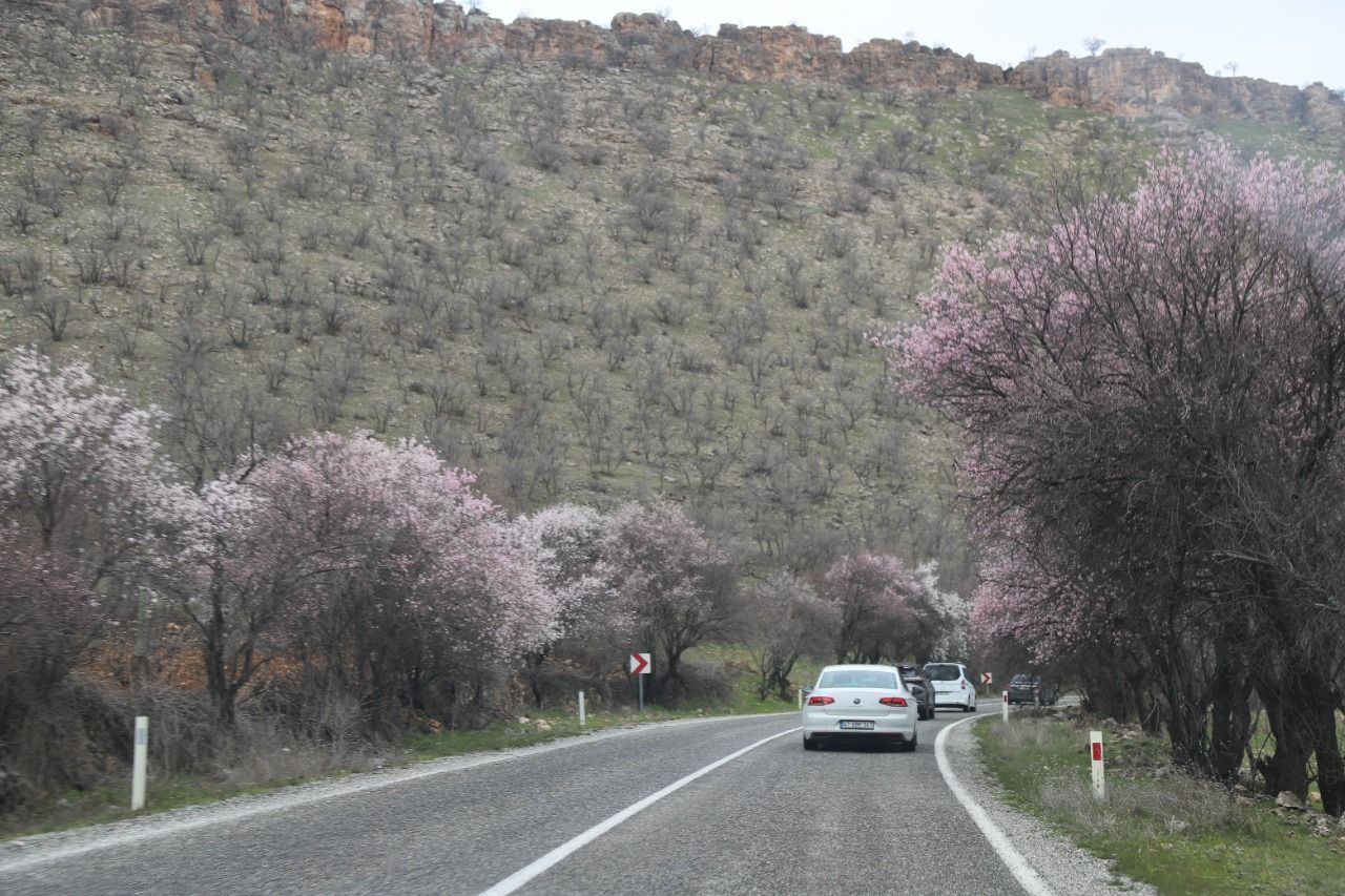 Mardin’deki o yolda çiçekler erken açtı