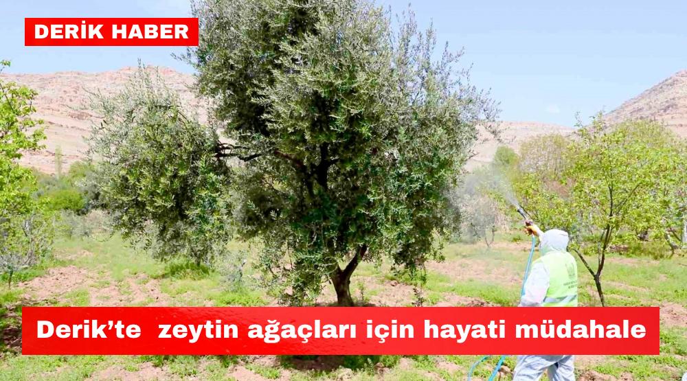 Derik’te zeytin ağaçları için hayati müdahale