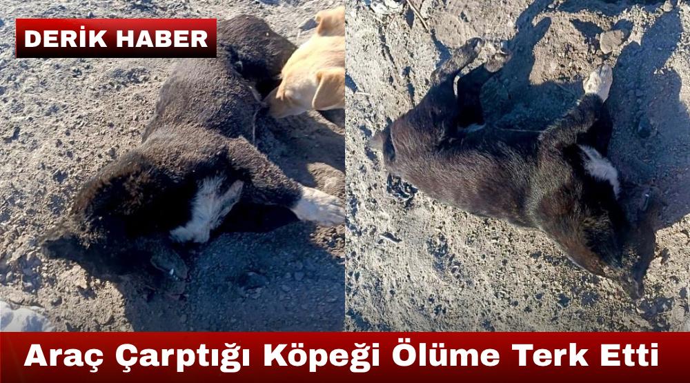 Mardin’in Derik İlçesinde Üzücü Olay: Araba Köpeğe Çarptı